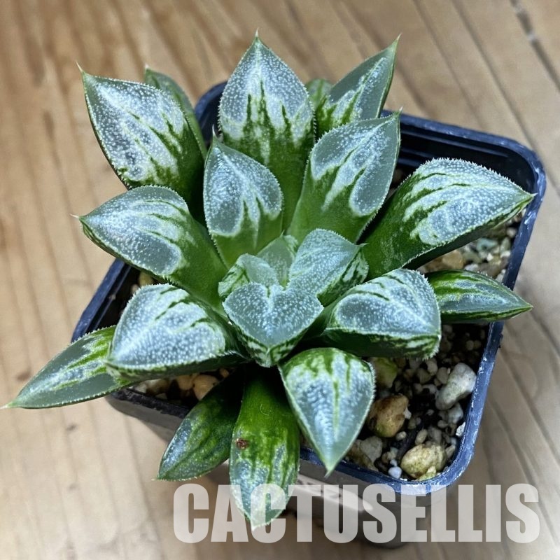 SH33357 Haworthia 'Love Heart'