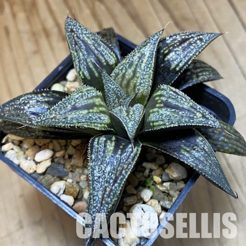 SH33358 Haworthia ‘Bev’s Wonder’ F2 hybrid