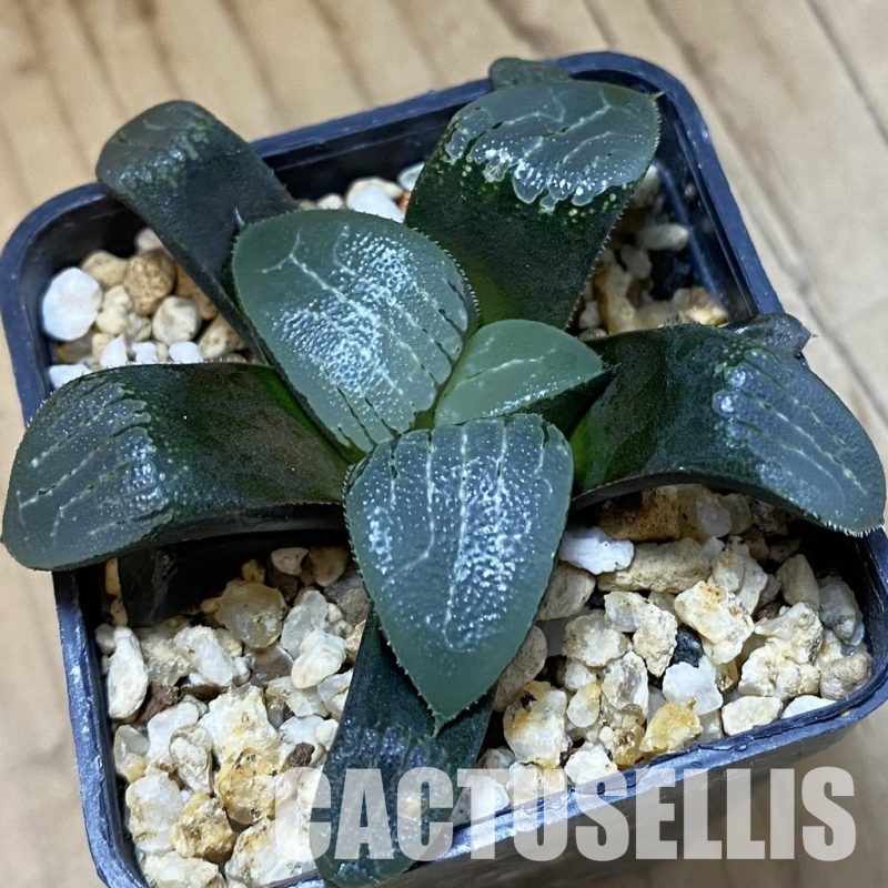 SH33359 Haworthia bayeri