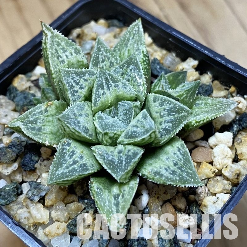 SH33360 Haworthia ‘Sasameyuki’ HWX-4