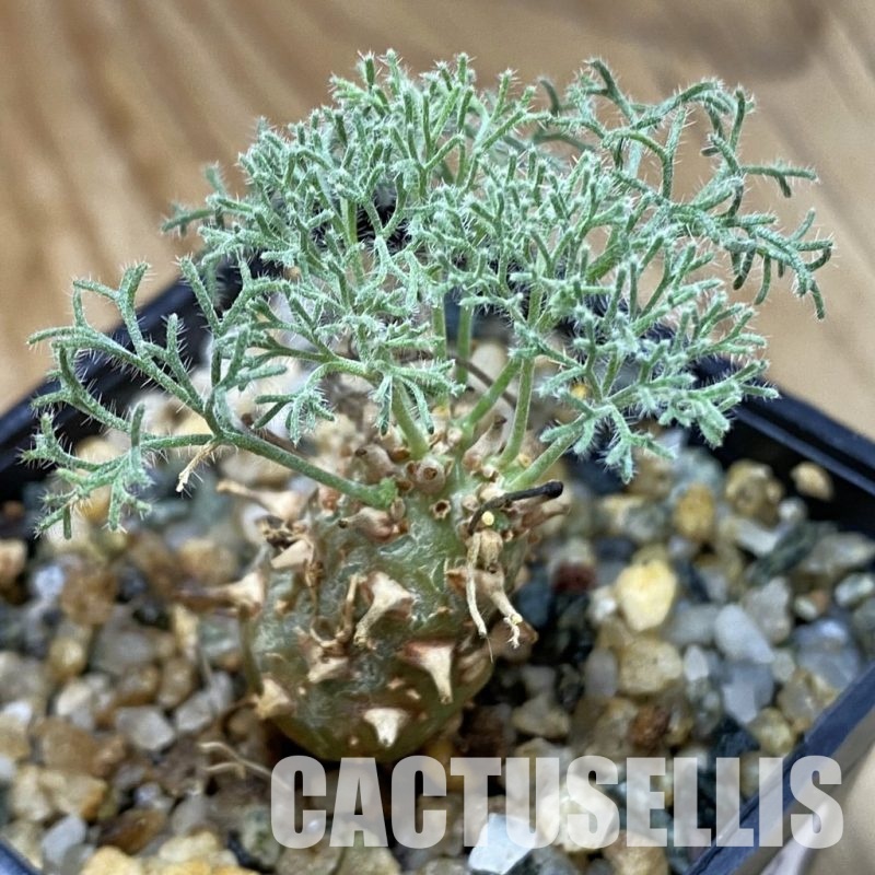SH33339 Sarcocaulon peniculinum