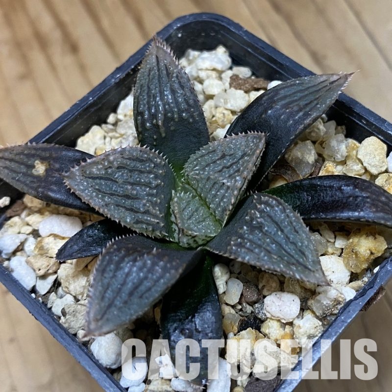 SH33361 Haworthia hybrid
