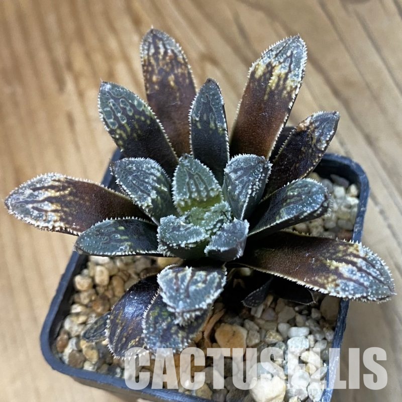 SH33362 Haworthia 'Willys Dream'