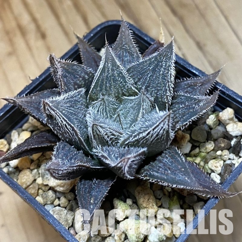 SH33363 Haworthia cooperi v. venusta 'Silver Fox' hybrid