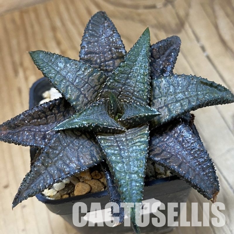 SH33364 Haworthia koelmaniorum 'Dragon King'