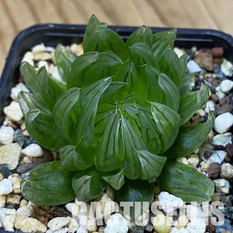 SH33365 Haworthia cooperi ‘Led Mutant’