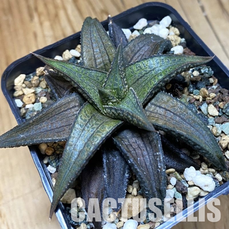 SH33366 Haworthia woolleyi x koelmaniorum