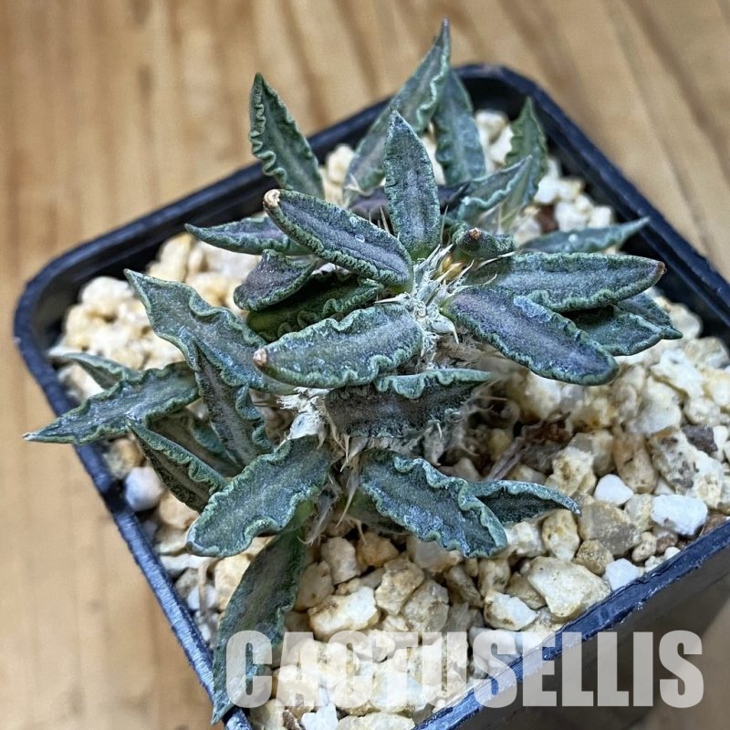 SH33484 Euphorbia tulearensis