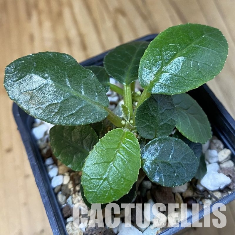 SH33485 Dorstenia foetida