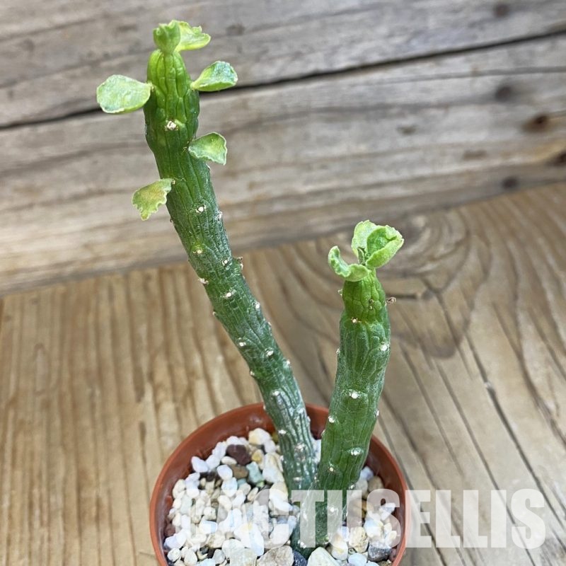 SH33486 Monadenium ellenbeckii