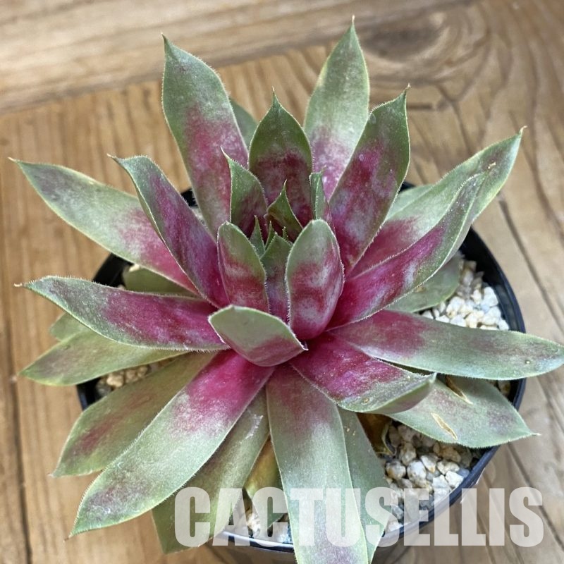 SH33458 Sempervivum 'Apricot Beauty' (cold-resistant)