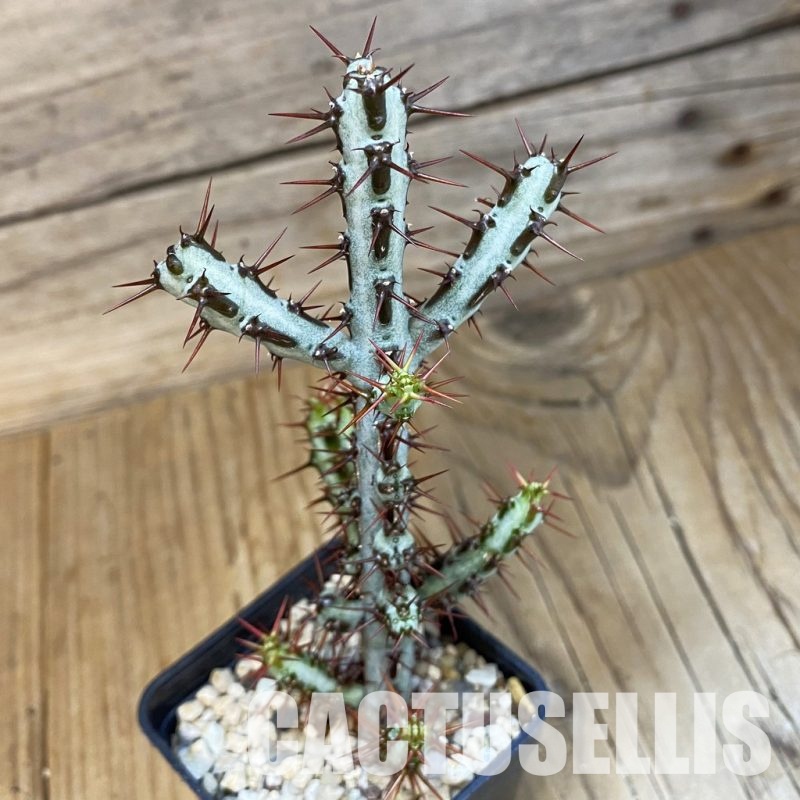 SH33487 Euphorbia aeruginosa