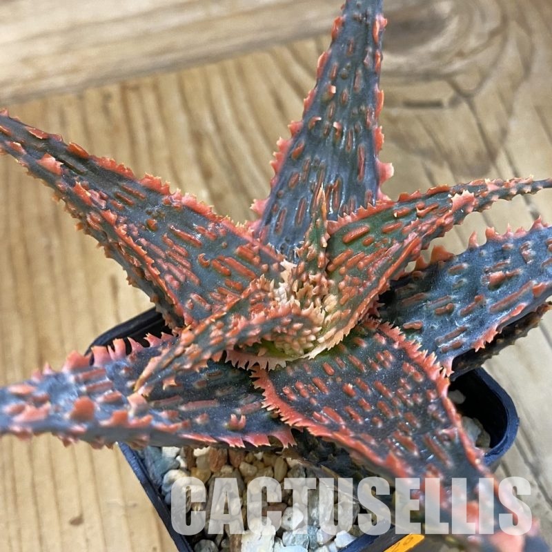 SH33488 Aloe TCT hybrid