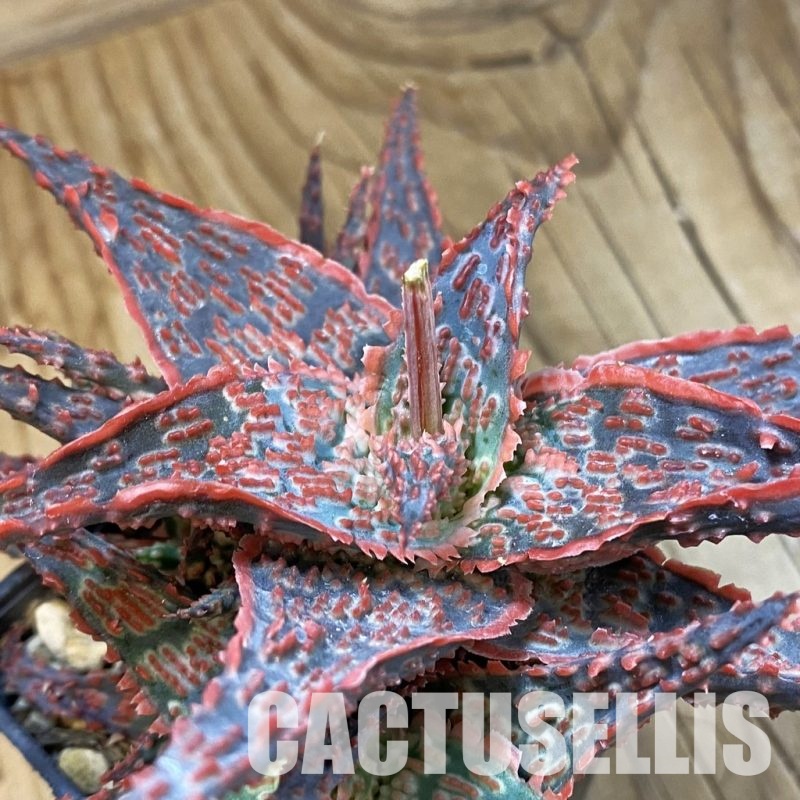 SH33489 Aloe TCT hybrid