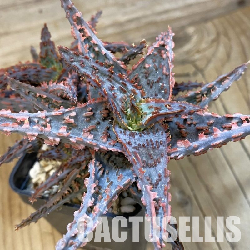 SH33490 Aloe TCT hybrid