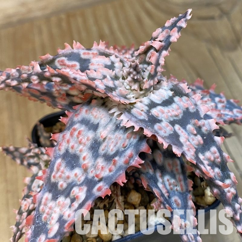 SH33491 Aloe TCT hybrid