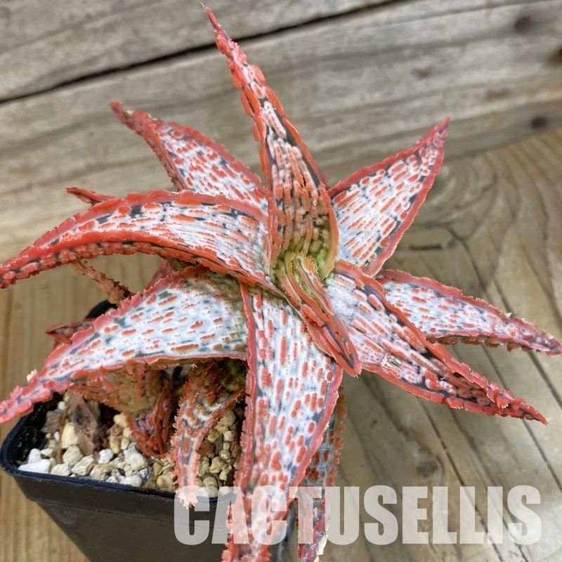 SH33492 Aloe TCT hybrid