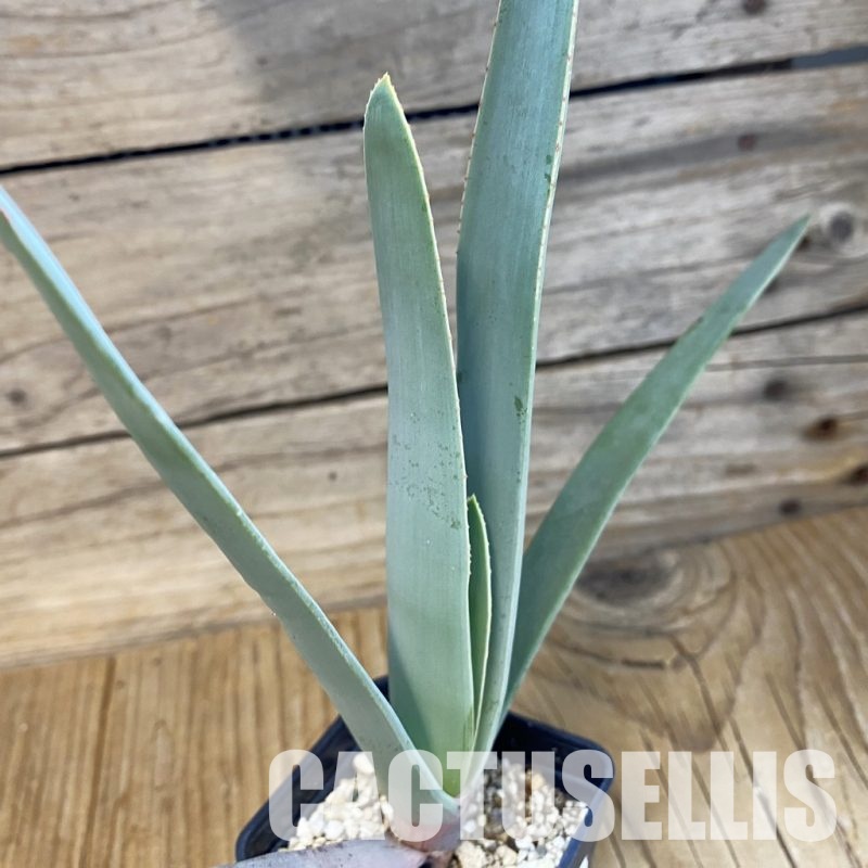SH33493 Aloe plicatilis