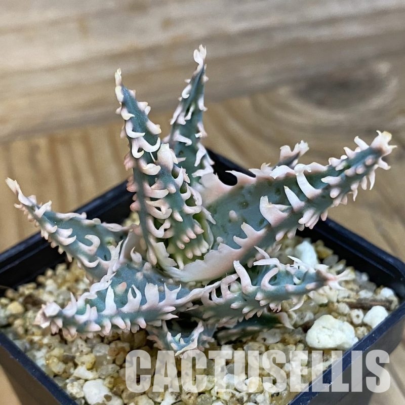 SH33494 Aloe TCT hybrid -Thailand-