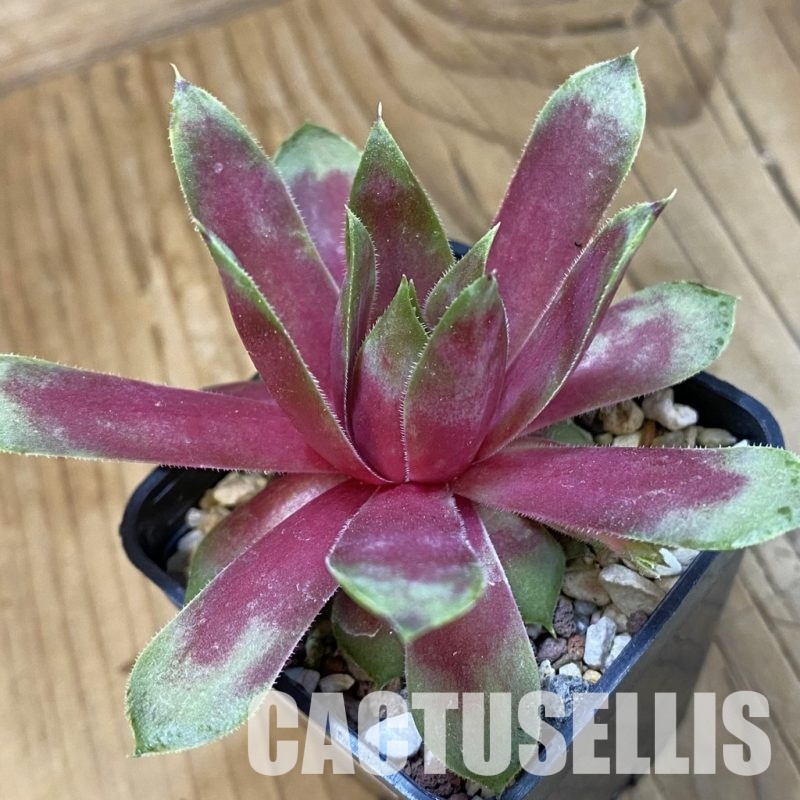 SH33459 Sempervivum 'Apricot Beauty' (cold-resistant)