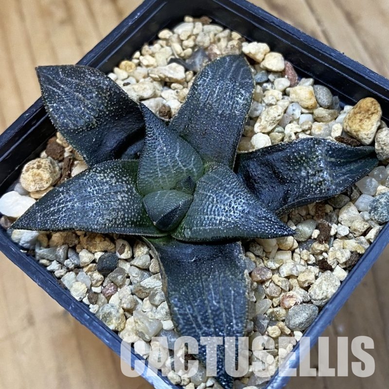 SH25474 Haworthia marxii