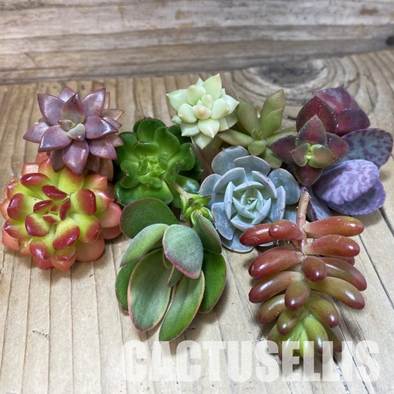 SH33497 Succulents mix, cuted