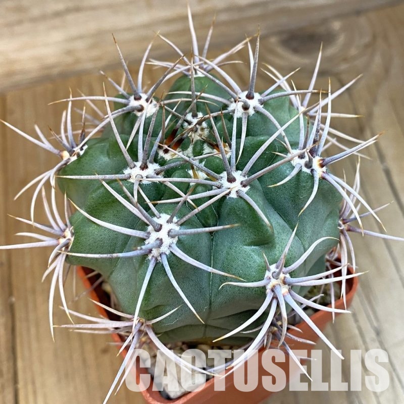SH33418 Gymnocalycium mostii, hard spines -Uritorco-, 7 years old