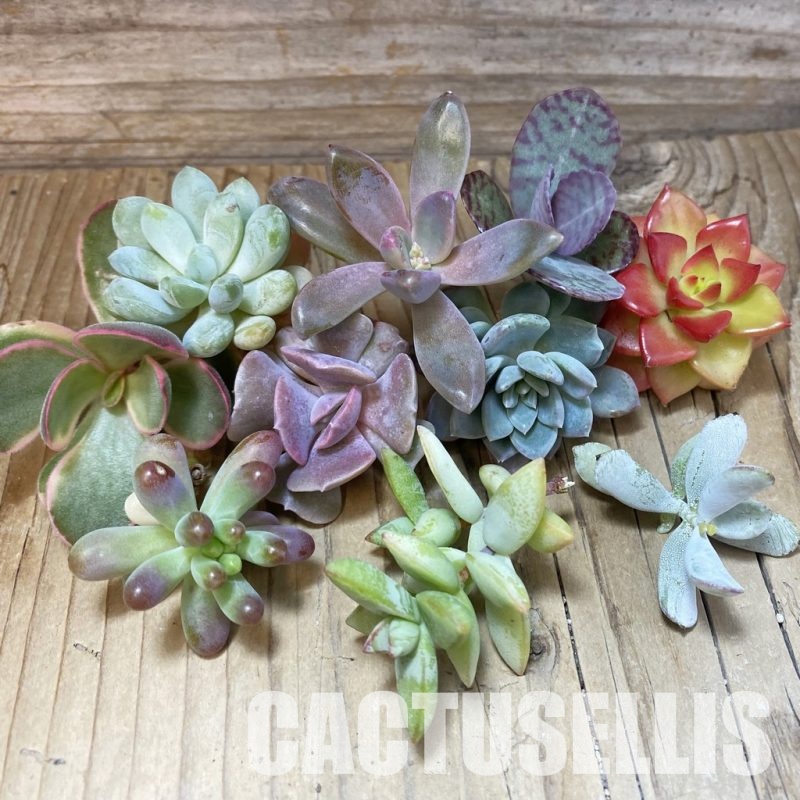 SH33498 Succulents mix, cuted
