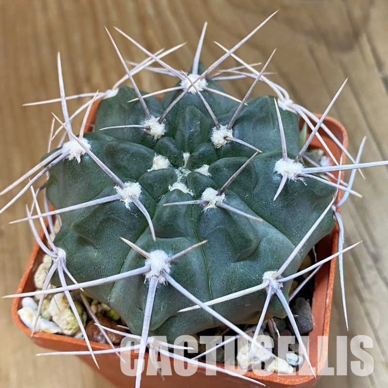 SH33419 Gymnocalycium mostii v. genseri VG 341 A, 6 years old