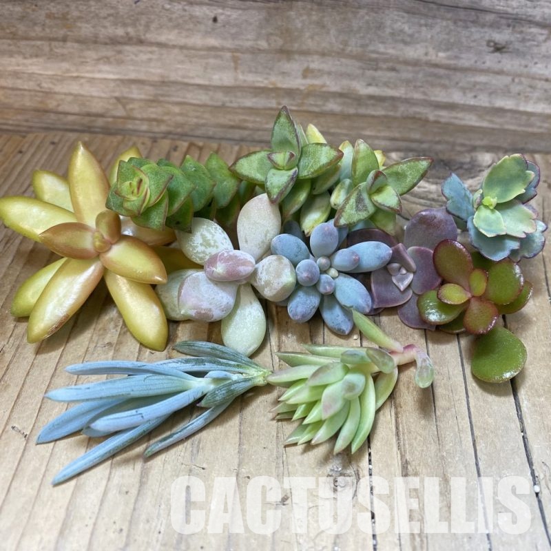 SH33499 Succulents mix, cuted