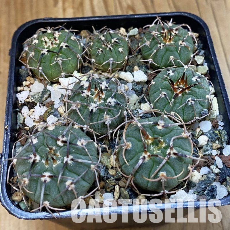SH33420 Gymnocalycium vatteri, clon 2, seedling