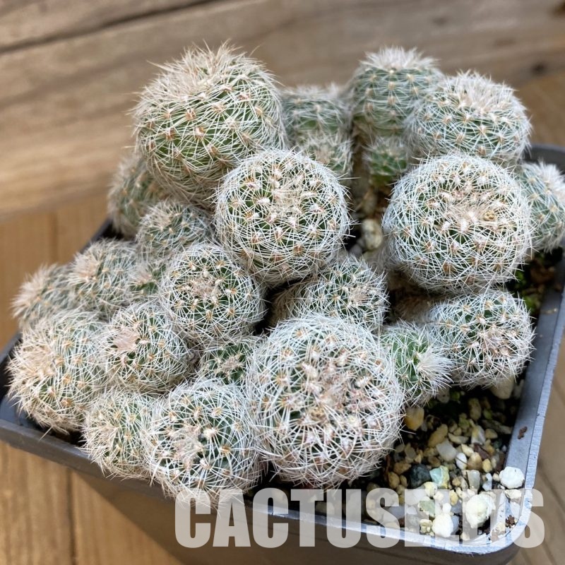 SH33421 Gymnocalycium bruchii v. glaucum WP 0455-873, 10 years old