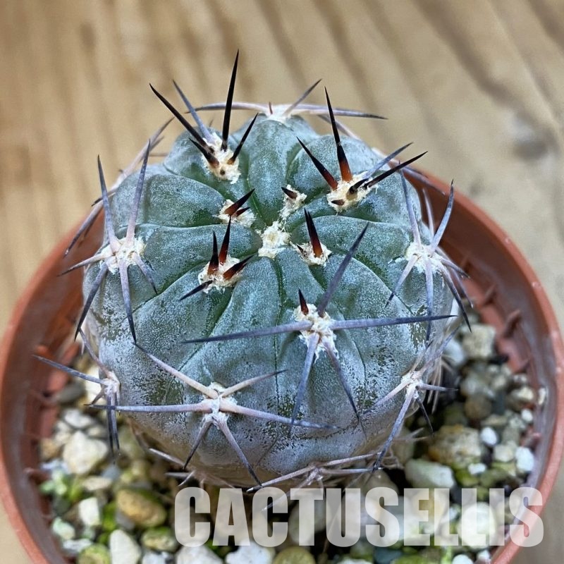 SH33423 Acanthocalycium glaucum