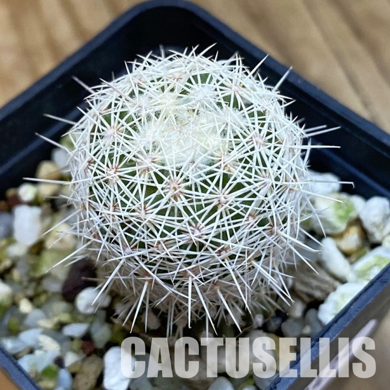 SH33424 Coryphantha werdermannii RUS 35