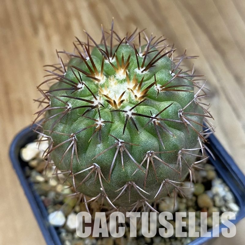 SH33425 Copiapoa longistaminea CGC 15303, grafted