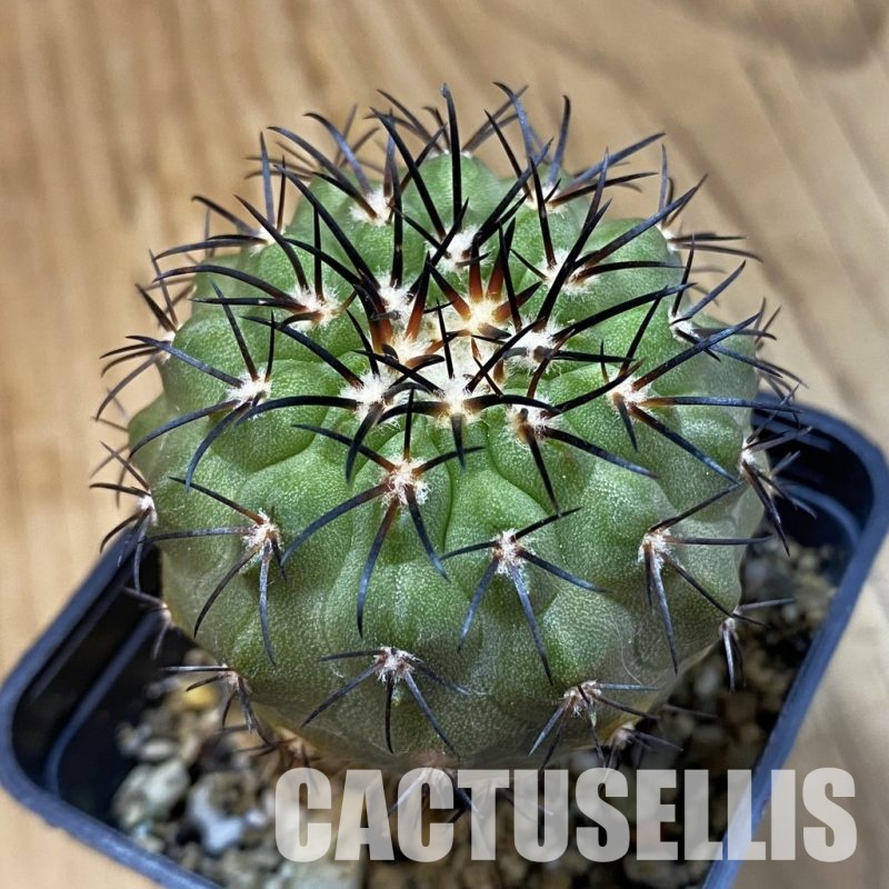 SH33426 Copiapoa longistaminea CGC 15303, grafted