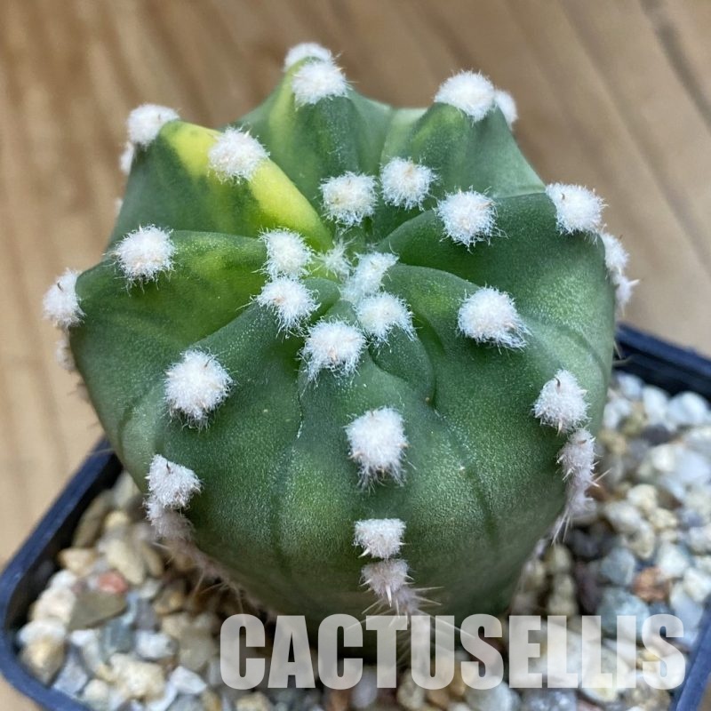 SH33427 Echinopsis subdenudata f. variegata