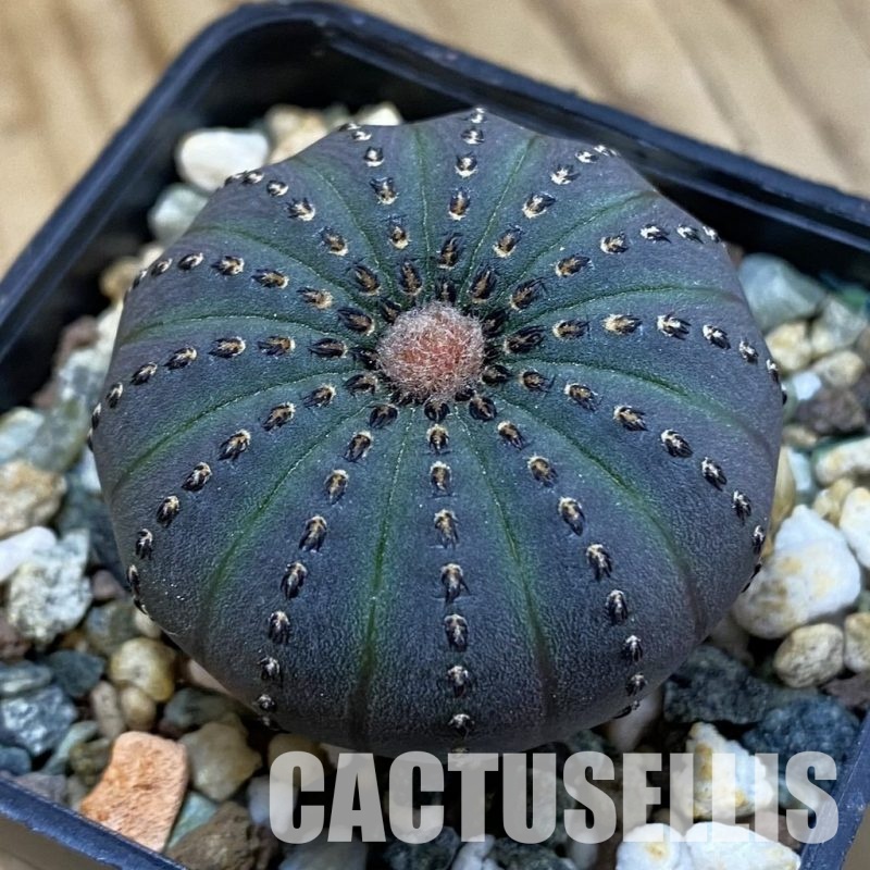 SH33428 Frailea asterioides