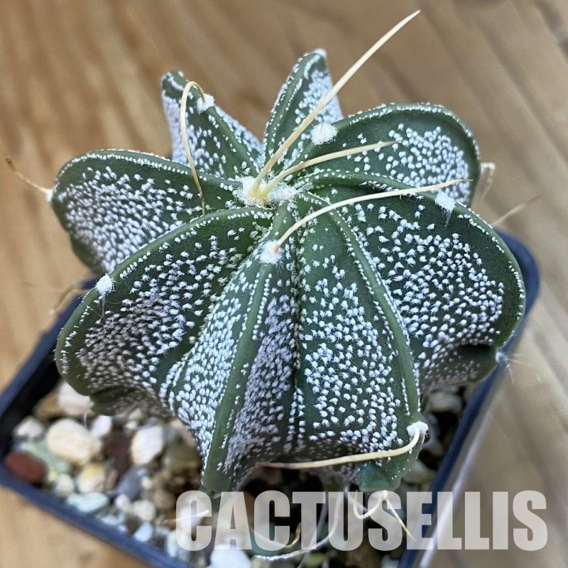 SH33429 Astrophytum crassispinoides