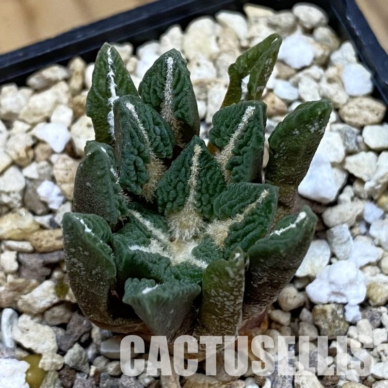 SH33430 Ariocarpus kotschoubeyanus v. elephantidens hybrid, own roots seedling
