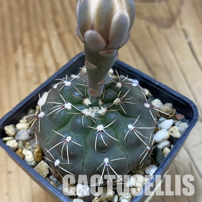 SH33431 Gymnocalycium robustum