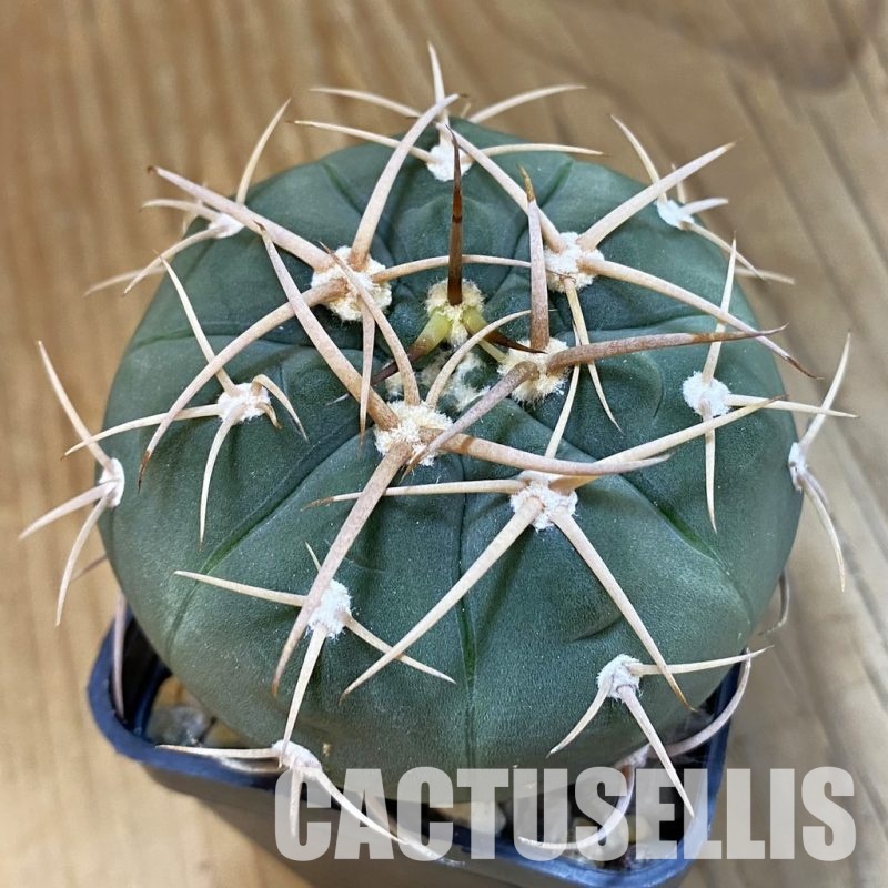 SH33432 Gymnocalycium bayrianum, 7 years old