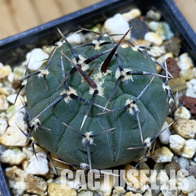 SH33433 Gymnocalycium vatteri