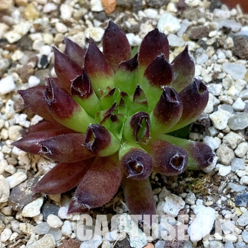 SH33461 Sempervivum ‘Red Oddity’ (cold-resistant)