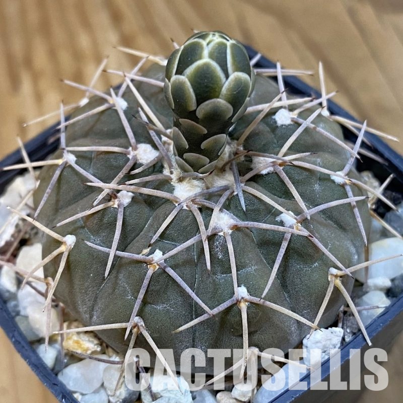 SH33434 Gymnocalycium triacanthum, 6 years old
