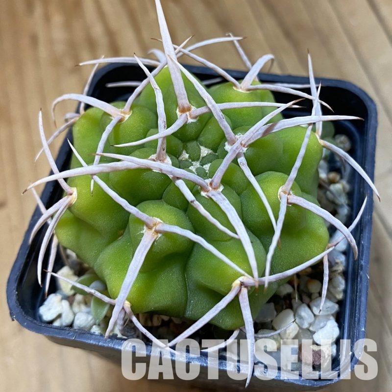 SH33435 Gymnocalycium ferox v. ferocior