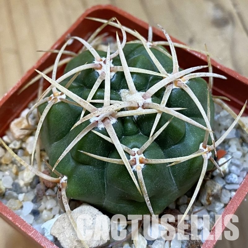 SH33436 Gymnocalycium monvillei