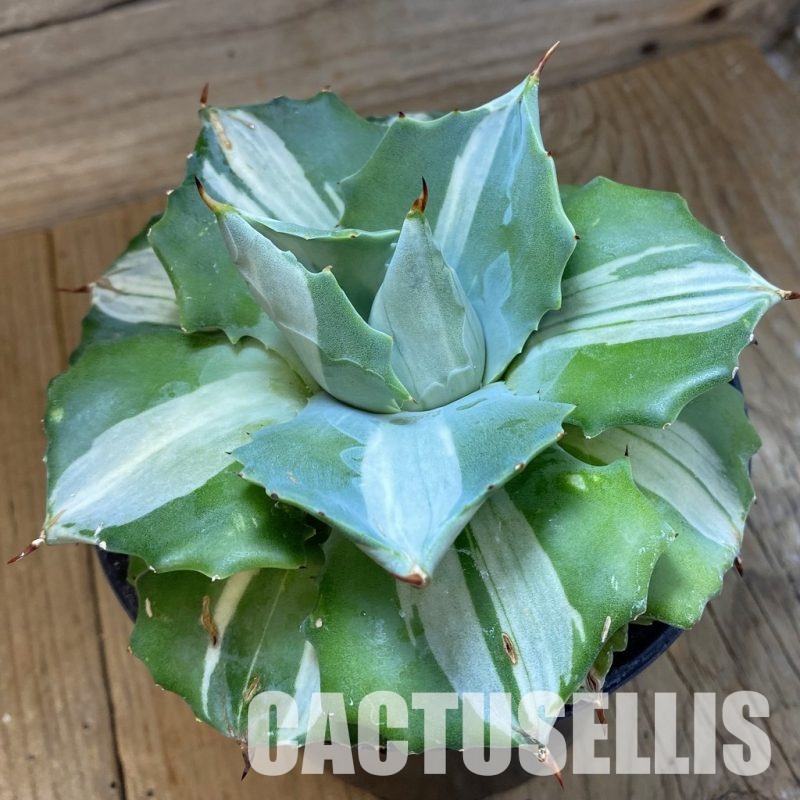 SH33455 Agave isthmensis f. variegata
