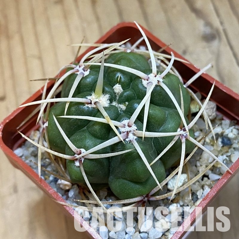 SH33437 Gymnocalycium monvillei