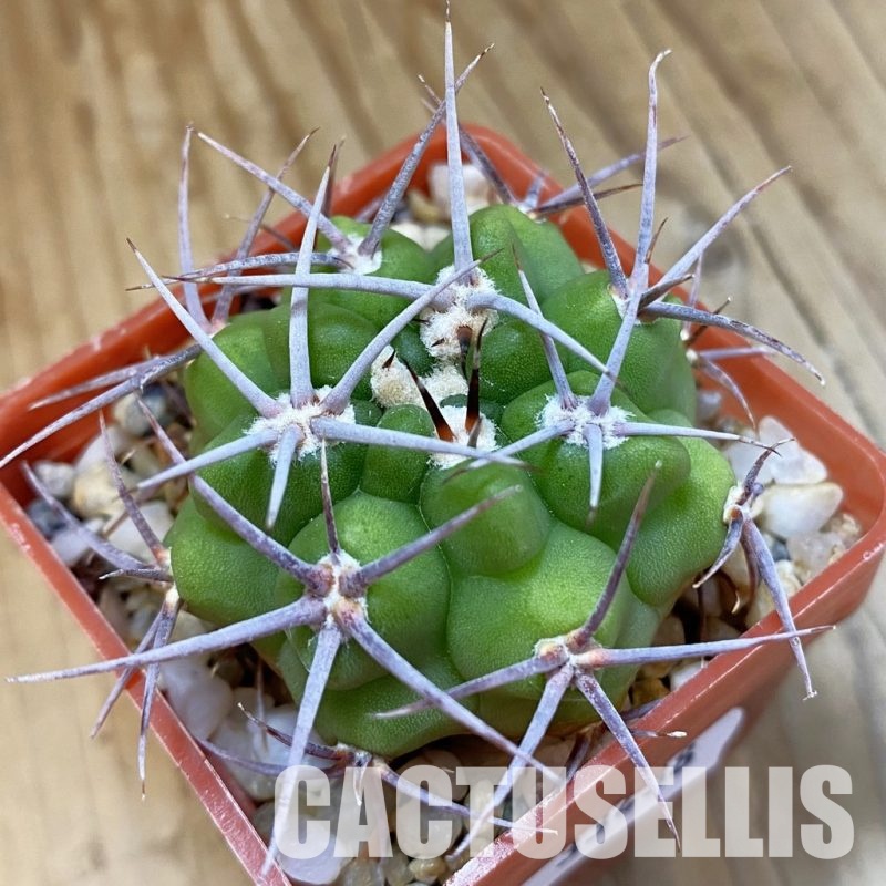 SH33438 Gymnocalycium mostii v. miradorense Tom 15-745/1